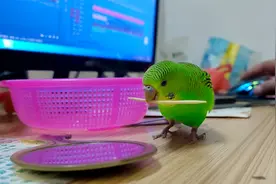 农村小伙9块9买了一只会说话的鹦鹉，整天调皮捣蛋，闹腾得不得了视频封面