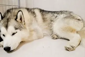 “哈士奇”半夜不睡觉，在屋里一直转圈，它这是怎么了？