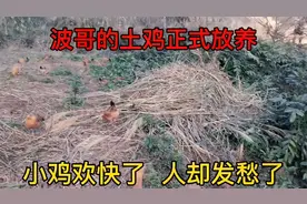 波哥的土鸡正式放养，人却发愁了，让小鸡晚上回鸡舍是个大工程啊