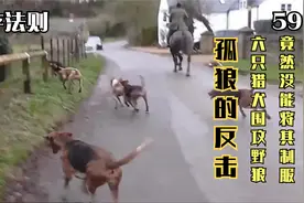 六只猎犬围攻一匹野狼，野狼的反击招招致命，咬的猎犬是嗷嗷直叫