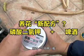 养花“新配方”？磷酸二氢钾+啤酒，生根又壮苗，浇什么花都爆盆视频封面