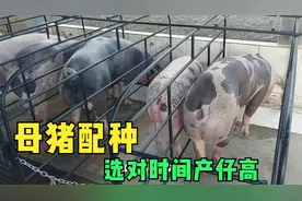 如何确定母猪最佳配种时间，配种成功率95%以上，母猪好养产仔多视频封面