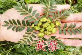 今天才知道，这才是蒺藜的正确用途，很多人都错了