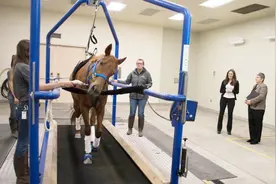 马的速度究竟有多快？马在跑步机上速度调到最快，镜头拍下全过程