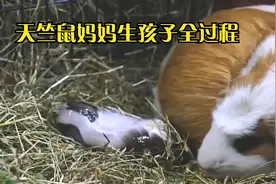 实拍天竺鼠妈妈生孩子全过程，画面太有爱，紧要关头鼠爸爸被吓跑视频封面