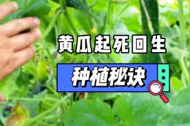 黄瓜叶片枯萎、死苗烂根怎么办？肥大肥二解决方案使用效果分享视频封面
