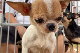 繁殖过三窝的吉娃娃被带狗市出售，不知是冻得还是吓得，浑身发抖视频封面