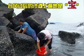 台风过后发现赶海新地方，遍地的钉螺泛滥又不值钱，一下就捡半桶视频封面