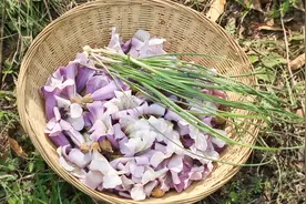 家中有脚气的人，试试农村这种花，一周3次，让脚丫自由“呼吸”