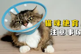 猫咪绝育后注意事项，建议码住！视频封面