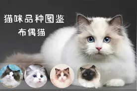 猫咪品种图鉴-----布偶猫