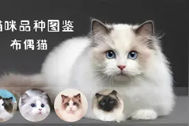 猫咪品种图鉴-----布偶猫