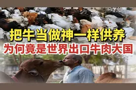 印度三亿流浪牛泛滥街头,牛尿牛粪当做珍宝,牛真是印度人的神吗？视频封面