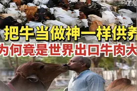 印度三亿流浪牛泛滥街头,牛尿牛粪当做珍宝,牛真是印度人的神吗？视频封面