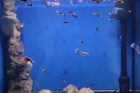 ”零“成本自制小鱼躲避屋，简单实用，再也不怕大鱼吃小鱼了视频封面