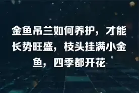 金鱼吊兰如何养护，才能长势旺盛，枝头挂满小金鱼，四季都开花