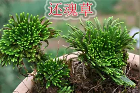 植物“卷柏”稀缺少有，俗称仙草“九死还魂草”，有哪些价值？视频封面