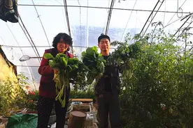 农村大棚里各种青菜绿油油的，带你感受采摘的乐趣，看着都过瘾视频封面