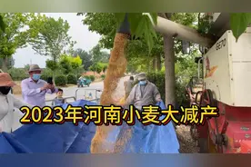 河南雨后的小麦开始收割了，黑麦穗湿麦卖价多少，不及去年一半