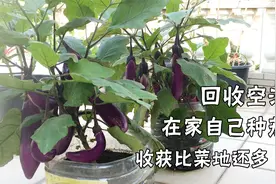 在阳台上，用空油桶种茄子，收成比菜地还多，新手看一遍就学会！视频封面