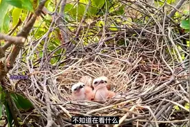 新发现的黑翅鸢巢穴里的第二只幼崽出生了，小家伙们非常可爱视频封面