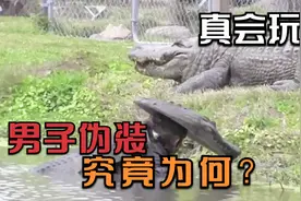 作死男子伪装成鳄鱼潜入水中，竟是为了这个！真鳄鱼会有何表现？视频封面