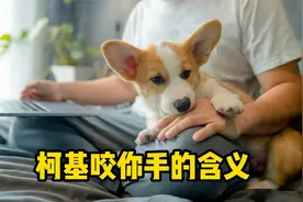 柯基咬你的手，是告诉你这些事！视频封面