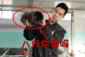 网上爆料荷兰猪能长8斤，是真是假，老杨拿最大荷兰猪听听怎么说视频封面