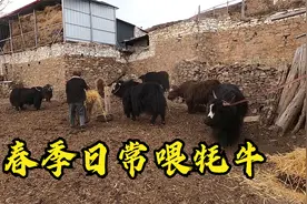 想来体验养牦牛吗？每年家里只喂一季度，其余时间全在山上放养视频封面