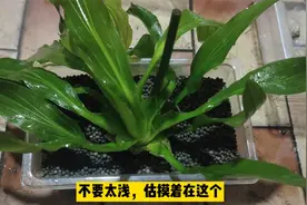 小鱼缸栽种少量水草，这个方法简单易行还省事视频封面