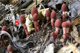 “蛇菰”极为少见，是珍贵的中药材！价值很高，山里遇见别不认识视频封面