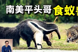 美洲豹碰到食蚁兽，为什么怕成这样？60厘米舌头之外的秘密武器！视频封面