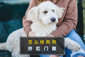 怎么给狗狗挤肛门腺