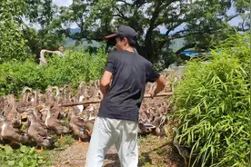 卖鸭(一）鸭子批发卖掉了，小哥高兴坏了“果然好货不怕迟”视频封面