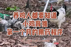 养鸡要知道小鸡育雏第一个月的用药程序视频封面