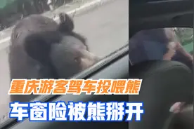 重庆游客驾车投喂熊,车窗险被熊掰开,景区:系个人行为,会加强管理视频封面