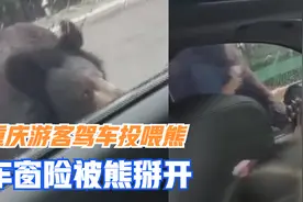 重庆游客驾车投喂熊,车窗险被熊掰开,景区:系个人行为,会加强管理视频封面