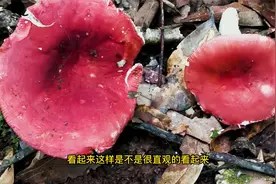 教你如何分辨真假红菇，几大特征请您记住