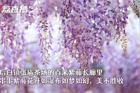 如梦如幻！江苏句容百米紫藤花长廊花开如瀑布视频封面