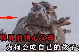 虎毒还不食子，可这些动物为何会吃自己的孩子？是为了生存？视频封面