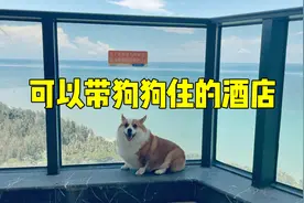 超全攻略！教你如何带狗狗住酒店视频封面