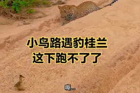 小鸟路遇豹桂兰，这下跑不了了！#搞笑配音视频封面