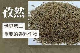 孜然——世界第二重要的香料作物视频封面