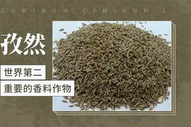 孜然——世界第二重要的香料作物视频封面