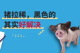 猪拉稀粪便呈黑色，打针吃药都不行，不妨试试它，两天搞定视频封面