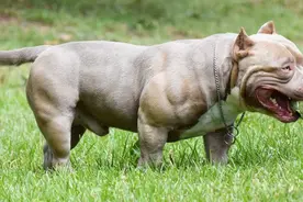 凶残的恶霸犬在主人面前装凶，立刻被扇了一巴掌，屁都不敢放