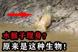 传闻中的"水猴子"，最危险的事情是拉屎，50%同类死在拉屎的路上视频封面