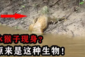 传闻中的"水猴子"，最危险的事情是拉屎，50%同类死在拉屎的路上视频封面