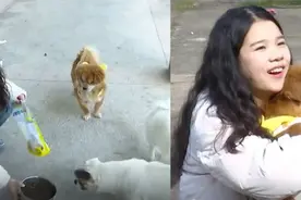 女大学生救助流浪犬并呼吁：让领养代替购买，它们愿有个温暖归途视频封面