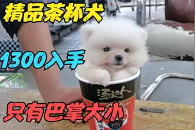 这才是真正的茶杯犬，1300买下真是物有所值，这样的小狗你爱了吗视频封面